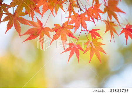 晩秋に色づくモミジ 81381753