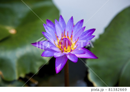 カラフルな熱帯性スイレン 81382669