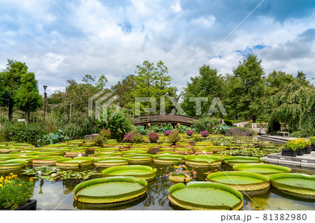 滋賀県草津市 水生植物公園みずの森のウォーターガーデン花影の池 滋賀県草津市 水生植物公園みずの森のウォーターガーデン花影の池 81382980