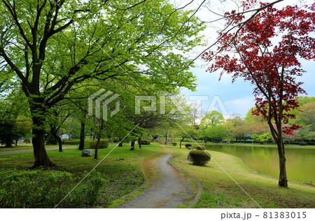 穏やかな春の散策　午後の風景 81383015