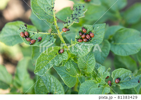 many bugs on potato leaves 81383429