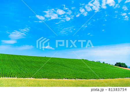 北海道美瑛町 五稜の丘の爽やかな夏景色 北海道美瑛町 五稜の丘の爽やかな夏景色 81383754