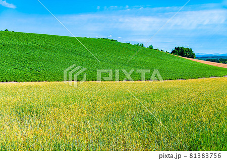 北海道美瑛町 五稜の丘の爽やかな夏景色 北海道美瑛町 五稜の丘の爽やかな夏景色 81383756