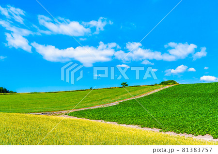 北海道美瑛町 五稜の丘の爽やかな夏景色 北海道美瑛町 五稜の丘の爽やかな夏景色 81383757
