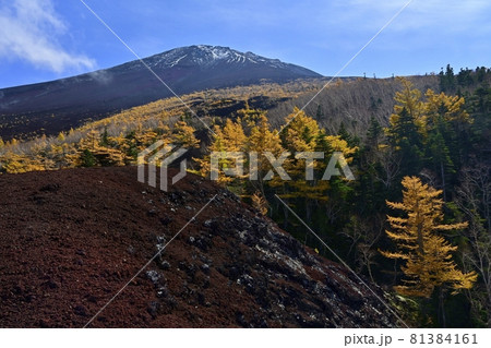 富士山お中道御庭周辺の寄生火山に紅葉するカラマツ林と山頂 富士山お中道御庭周辺の寄生火山に紅葉するカラマツ林と山頂 81384161