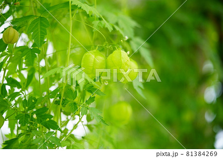 フウセンカズラのグリーンカーテン 81384269