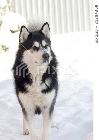 Black and white Alaskan Malamute dog running through the snow-covered yard in cold winter. High quality photo 81384309