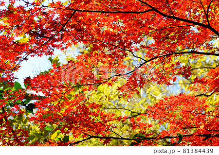 東京　駒場野公園の紅葉 81384439