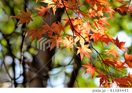 東京 駒場野公園の紅葉 東京 駒場野公園の紅葉 81384445