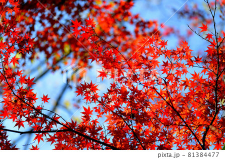 東京 駒場野公園の紅葉 東京 駒場野公園の紅葉 81384477