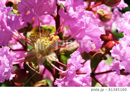 サルスベリ（百日紅）の雄しべ  2種類 81385160