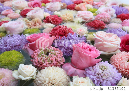 水に浮かぶ花 81385192