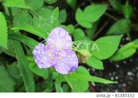 真夏に咲くムラサキツユクサ（紫露草） 81385332