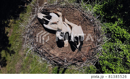 Storks nest with chicks. Drone view. 81385526