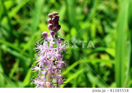 秋の気配 ツルボ（蔓穂）の花が咲き始めました！ 81385558