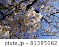 快晴の青空バックに映える桜のアップ 81385662