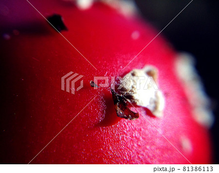 Macro photo of a bright fly agaric Macro photo of a bright fly agaric 81386113