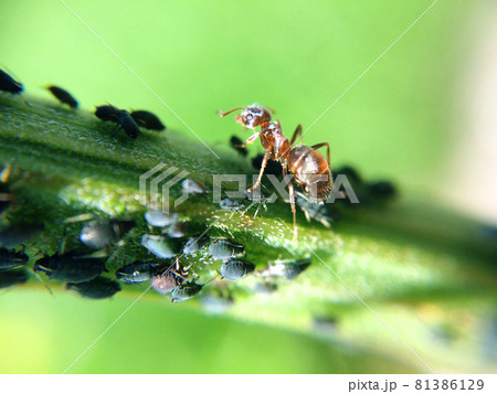 Black aphid on the grass or stem. Family of aphis damaging garden Black aphid on the grass or stem. Family of aphis damaging garden 81386129