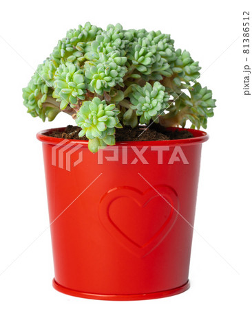 Succulent in pot isolated on white background Succulent in pot isolated on white background 81386512
