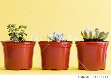 succulent plant on a yellow background. 81386513