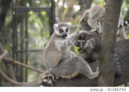 Ring-tailed Lemur (Lemur catta) in the zoo 81386740