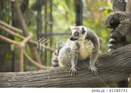 Ring-tailed Lemur (Lemur catta) in the zoo Ring-tailed Lemur (Lemur catta) in the zoo 81386741