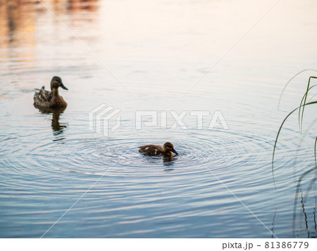 A family of ducks, a duck and its little ducklings are swimming in the water. The duck takes care of its newborn ducklings. Mallard, lat. Anas platyrhynchos A family of ducks, a duck and its little ducklings are swimming in the water. The duck takes care of its newborn ducklings. Mallard, lat. Anas platyrhynchos 81386779