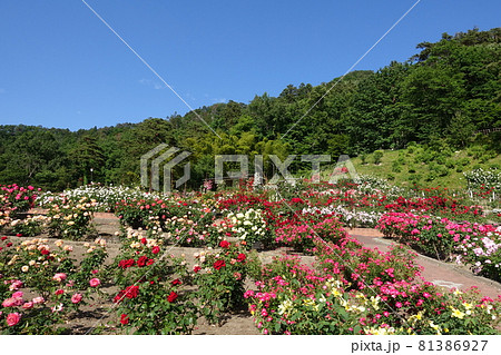 満開のバラ 薔薇 ばら 東沢バラ公園 満開のバラ 薔薇 ばら 東沢バラ公園 81386927