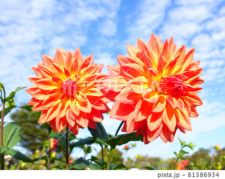 満開のダリア　天竺牡丹 81386934