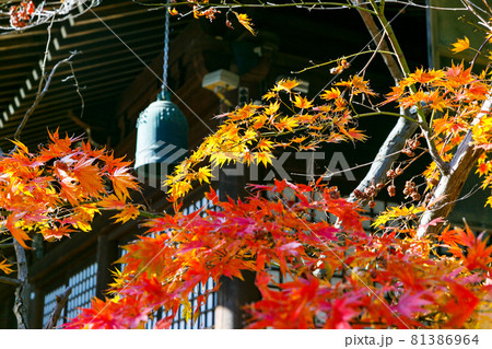 千葉県松戸市　本土寺の紅葉 81386964