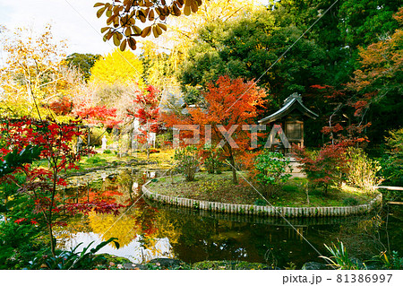 千葉県松戸市　本土寺の弁天池の紅葉 81386997