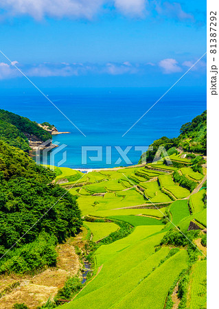 新緑の浜野浦の棚田 【佐賀県】 新緑の浜野浦の棚田 【佐賀県】 81387292