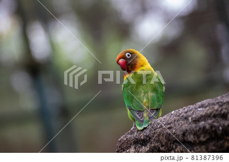 ボタンインコ ボタンインコ 81387396