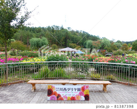 満開のダリア 81387398