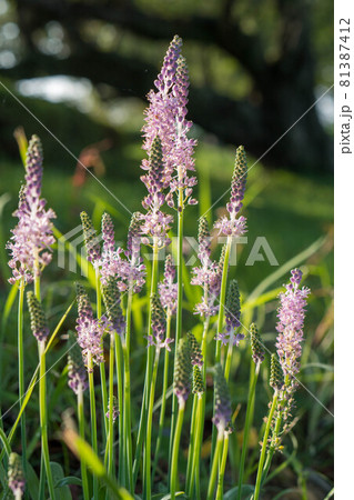 紫色の可憐な花を咲かす雑草の花ツルボの写真素材