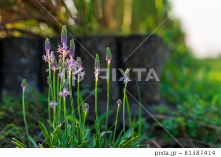 紫色の可憐な花を咲かす雑草の花ツルボの写真素材