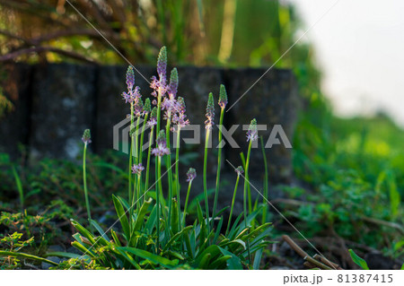 紫色の可憐な花を咲かす雑草の花ツルボ 紫色の可憐な花を咲かす雑草の花ツルボ 81387415