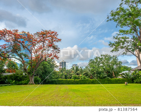 Green grass meadow with large trees among buildings in center of metropolis 81387564