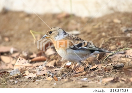 地面でエサを探すアトリ 81387583