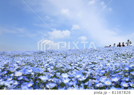 ネモフィラの丘と公園の風景 81387826