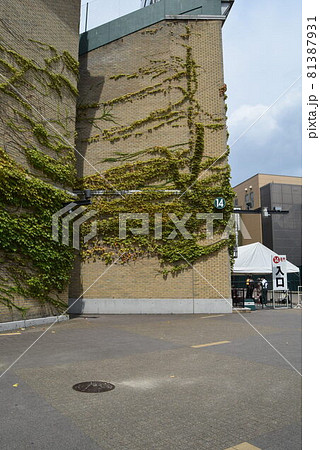 甲子園球場 81387931