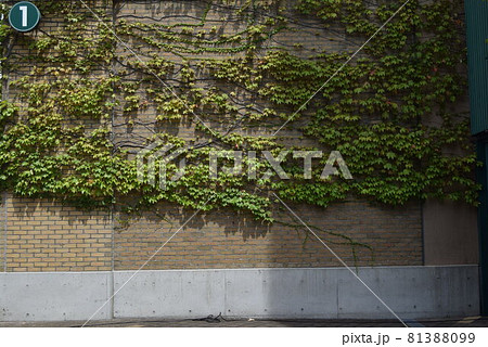 甲子園球場 81388099