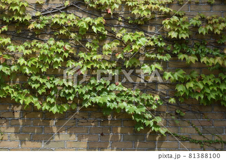 甲子園球場 81388100