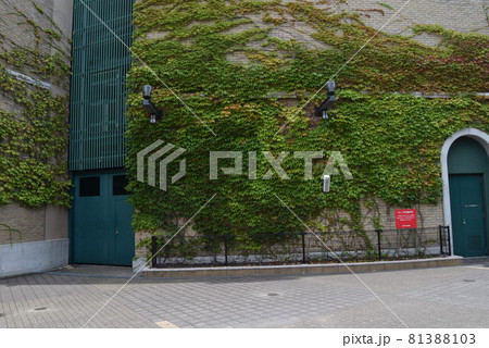 甲子園球場 81388103