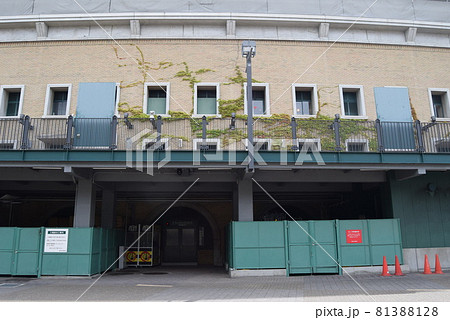 甲子園球場 81388128