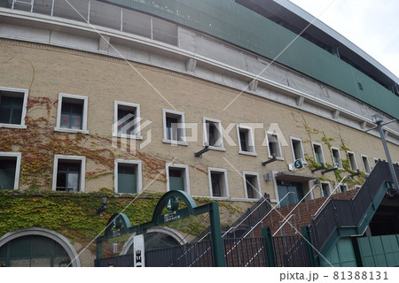 甲子園球場 81388131