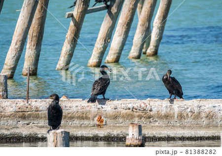 Two cormorants are pulling a stick. Two cormorants are playing on the dock. 81388282