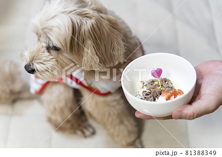 ドッグボウルから視線をそらすかわいい小型犬【マルプー】 81388349