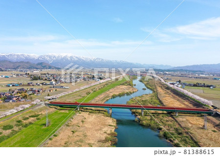 加治川の桜 空撮 加治川の桜 空撮 81388615