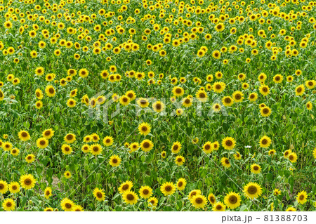 ひまわり畑　夏イメージ 81388703